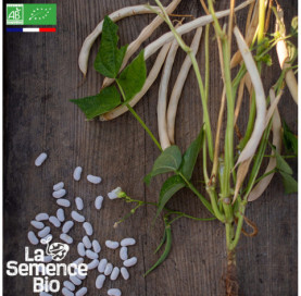 Photo de HARICOT à écosser nain - La Semence Bio