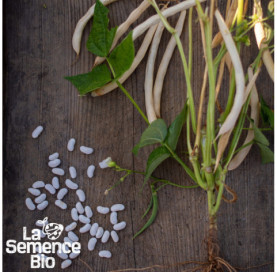 Graines de HARICOT à écosser nain - La Semence Bio