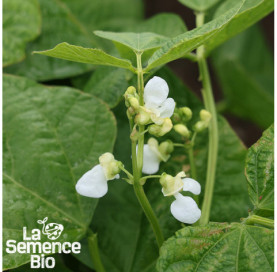 Fleur de HARICOT à écosser nain - La Semence Bio
