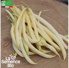 Photo de HARICOT beurre nain Major - La Semence Bio