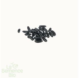 Graines de HARICOT beurre nain Major - La Semence Bio