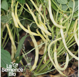 Plant à maturité de HARICOT beurre nain Major - La Semence Bio