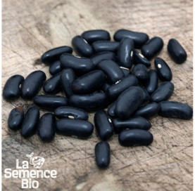 Graines de HARICOT vert nain Rugally - La Semence Bio
