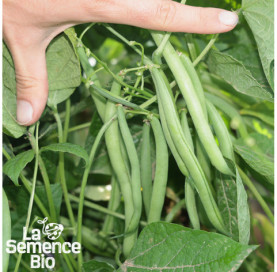 Gros plan de HARICOT vert nain Rugally - La Semence Bio