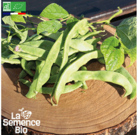 Photo de HARICOT vert plat à rame Vitalis - La Semence Bio