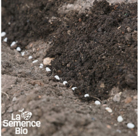 Semis de HARICOT vert plat à rame Vitalis - La Semence Bio