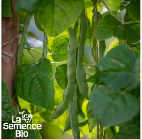 Plant à maturité de HARICOT vert plat à rame Vitalis - La Semence Bio