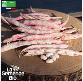 Photo de HARICOT coco nain Big borlotto - La Semence Bio