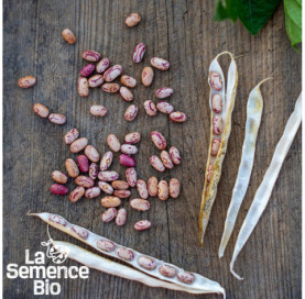 Graines de HARICOT coco nain Big borlotto - La Semence Bio