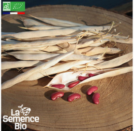 Photo de HARICOT coco nain Canadian Wonder - La Semence Bio