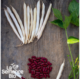 Graines de HARICOT coco nain Canadian Wonder - La Semence Bio