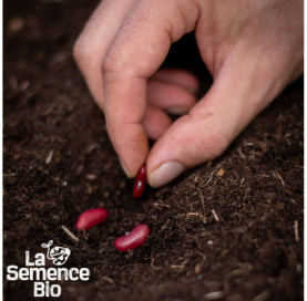 Semis de HARICOT coco nain Canadian Wonder - La Semence Bio