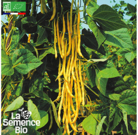 Photo de HARICOT beurre à rame Neckargold - La Semence Bio