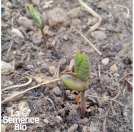 Premières pousses de HARICOT beurre à rame Neckargold - La Semence Bio