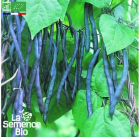 Photo de HARICOT violet à rame Blauhilde - La Semence Bio