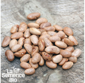 Graines de HARICOT violet à rame Blauhilde - La Semence Bio