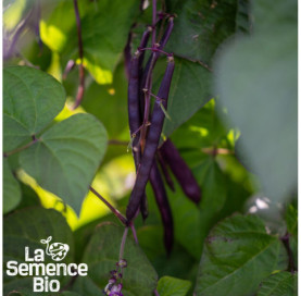 Plant à maturité de HARICOT violet à rame Blauhilde - La Semence Bio