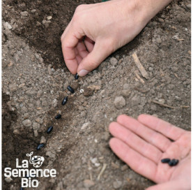 Semis de HARICOT vert à rame Emerite - La Semence Bio