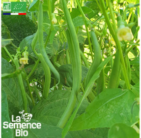 Photo de HARICOT vert nain Slenderette - La Semence Bio