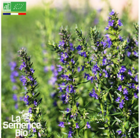 Photo de HYSOPE officinale - La Semence Bio