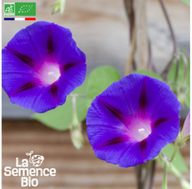 Photo d'IPOMÉE  - La Semence Bio