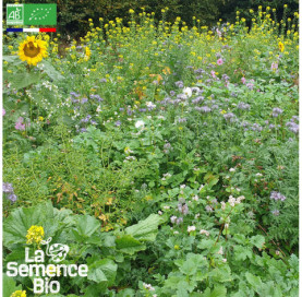 Photo de JACHÈRE Fleurie - La Semence Bio