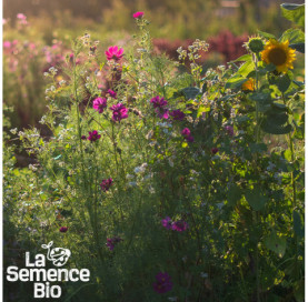 Plant à maturité de JACHÈRE Fleurie - La Semence Bio