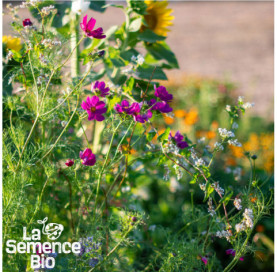 Gros plan de JACHÈRE Fleurie - La Semence Bio