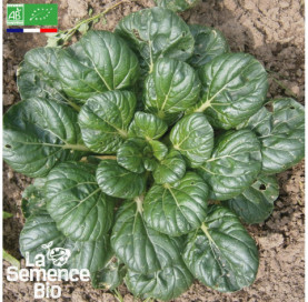 Photo de JEUNES POUSSES Chou de Chine Tatsoï - La Semence Bio
