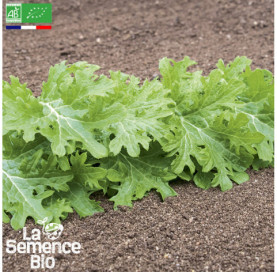 Photo de JEUNES POUSSES Wasabino - La Semence Bio