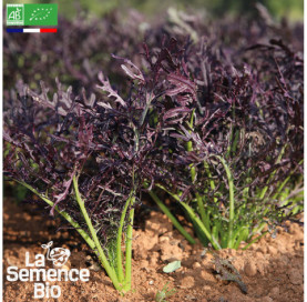 Photo de JEUNES POUSSES Mizuna rouge - La Semence Bio