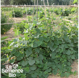 Jeune plant de KIWANO  - La Semence Bio