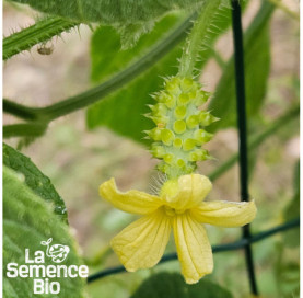 Fleur de KIWANO  - La Semence Bio