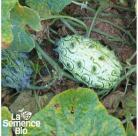 Plant en cours de croissance de KIWANO  - La Semence Bio