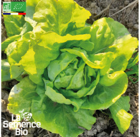 Photo de LAITUE sucrine Appia - La Semence Bio