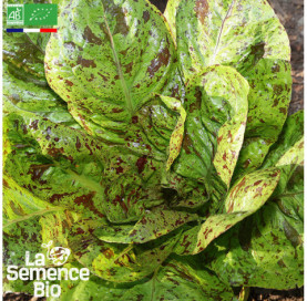 Photo de LAITUE romaine mouchetée de Salasc - La Semence Bio
