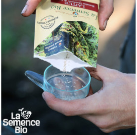 Semis de LAITUE romaine mouchetée de Salasc - La Semence Bio