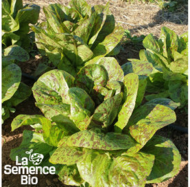 Plant à maturité de LAITUE romaine mouchetée de Salasc - La Semence Bio