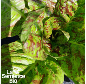 Gros plan de LAITUE romaine mouchetée de Salasc - La Semence Bio