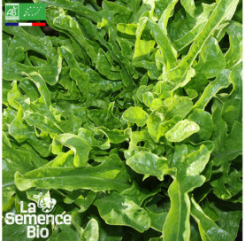 Photo de LAITUE à couper Cressonnette du Maroc - La Semence Bio