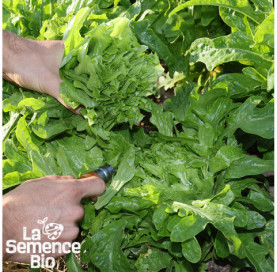Récolte de LAITUE à couper Cressonnette du Maroc - La Semence Bio
