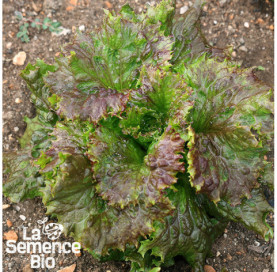 Plant à maturité de LAITUE batavia rouge - La Semence Bio