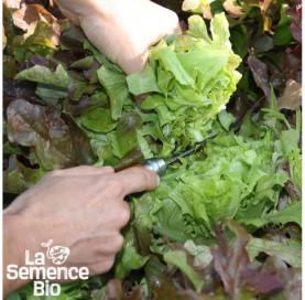 Récolte de LAITUE à couper Red Salad Bowl - La Semence Bio