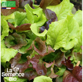 Photo de LAITUE à couper - La Semence Bio