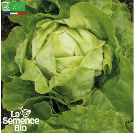 Photo de LAITUE pommée Merveille d'hiver - La Semence Bio