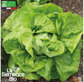 Photo de LAITUE pommée Kagraner Sommer - La Semence Bio
