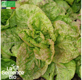 Photo de LAITUE romaine Grasse de Morges - La Semence Bio