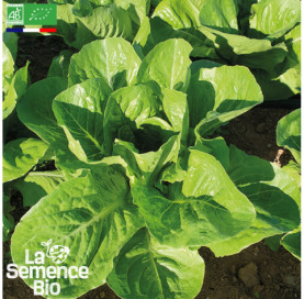 Photo de LAITUE romaine Parris Island - La Semence Bio
