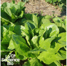Plant à maturité de LAITUE romaine Parris Island - La Semence Bio