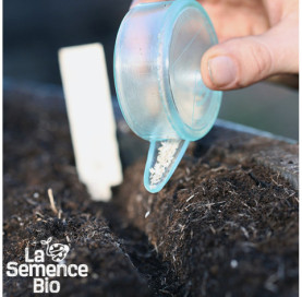 Semis de LAITUE batavia Grenobloise - La Semence Bio